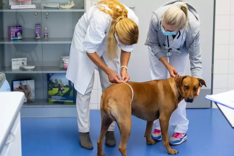 Ein Hund mit Idealgewicht lebt im Schnitt zweieinhalb Jahre l&auml;nger &ndash; und auch ges&uuml;ndern. 