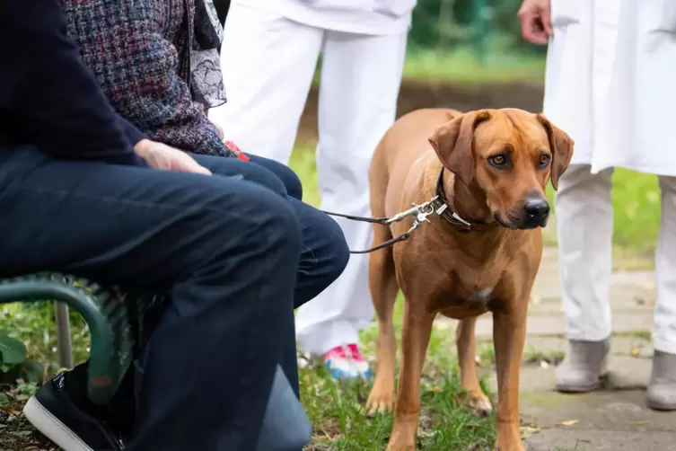 Ein Hund mit Idealgewicht lebt im Schnitt zweieinhalb Jahre l&auml;nger &ndash; und auch ges&uuml;ndern. 