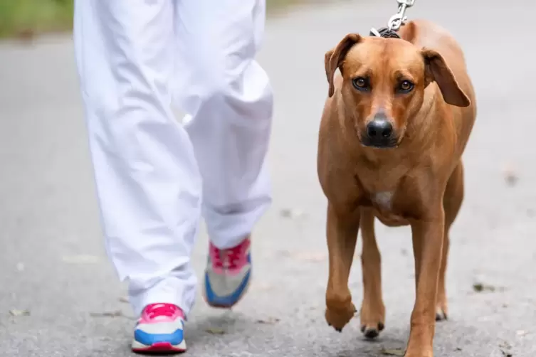 Ein Hund mit Idealgewicht lebt im Schnitt zweieinhalb Jahre l&auml;nger &ndash; und auch ges&uuml;ndern. 