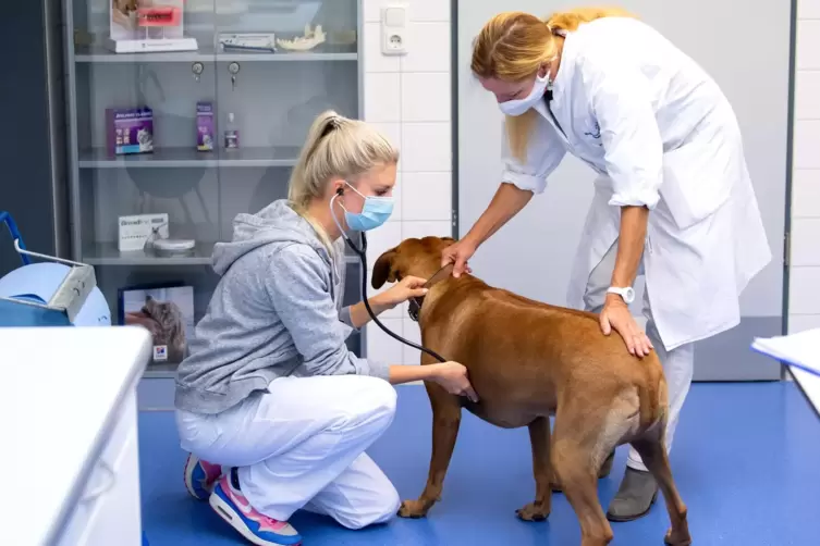 Ein Hund mit Idealgewicht lebt im Schnitt zweieinhalb Jahre l&auml;nger &ndash; und auch ges&uuml;ndern. 