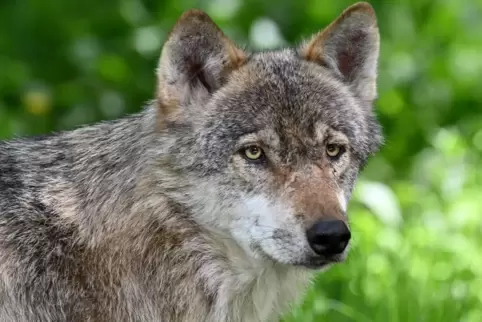 Nach mehreren Wolfrissen wird ab dem 1. November auch die westliche Eifel zum möglichen Vorkommengebiet des Wolfes erklärt, teil