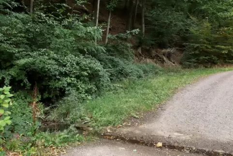 Die ideale Stelle für eine Mariengrotte hat Edwin Schäfer am Rand seines Waldstücks ausgemacht, „weil dort Wasser fließt“.