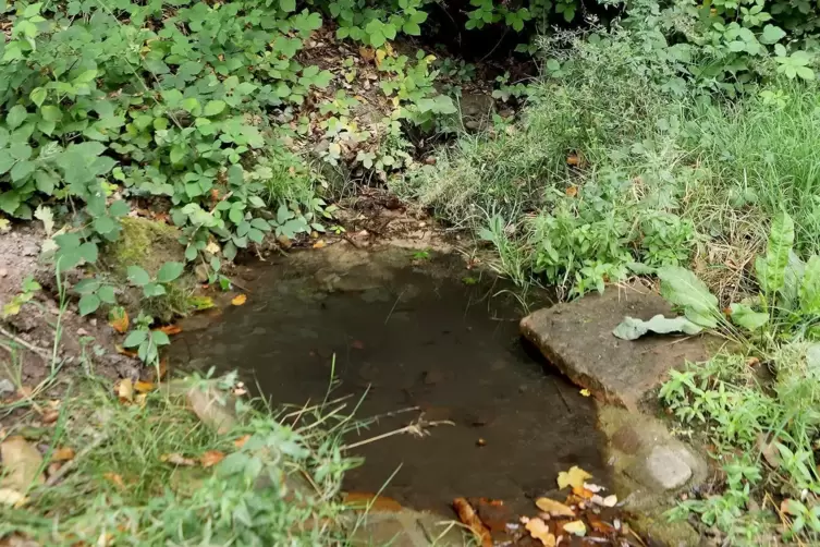 Eine Quelle sorgt f&uuml;r Wasser in Sch&auml;fers Waldst&uuml;ck.