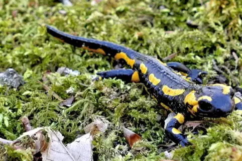 Im zweiten Band dabei: Der Feuersalamander. 