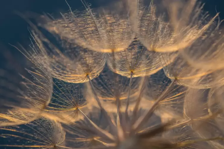 Die Samenst&auml;nde der &bdquo;Riesenpusteblume&ldquo; sind so leicht wie Federn.