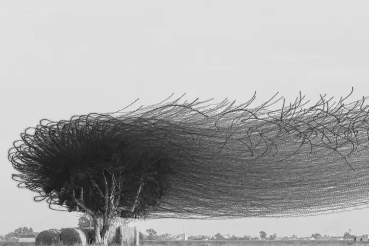 Fadenscheinig: Wie zerfledderndes Gewebe im Wind: Ein Schwarm Stare hat sich im Ebro-Delta von einem Baum in die Lüfte erhoben.