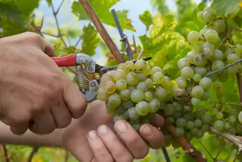 Riesling (unser Bild zeigt den Schnitt einer Rieslingtraube) muss – auch in der Pfalz – nicht unbedingt trocken ausgebaut werden