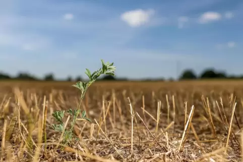 Den Landwirten fehlt es nach Angaben des Bauern- und Winzerverbands an Grünfutter und Mais.