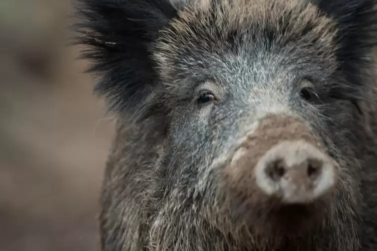 Gast im Feld: Wildschwein. 