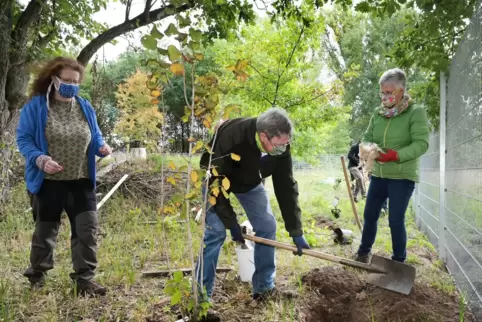 Pflanzen für den Kita-Außenstandort am Wasserhaus: Klaus und Steffi Dann pflanzen eine Hasel. Sabine Heilmann (links) leitet den