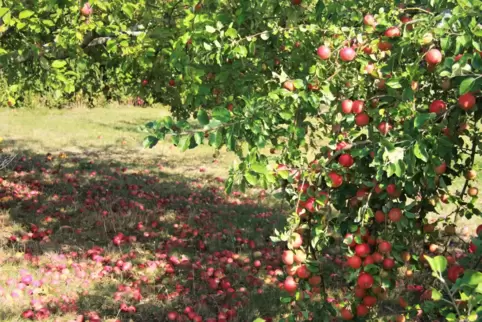 Dieser Baum hängt voller Äpfel – und die Wiese drumherum ist mit Fallobst übersät. 