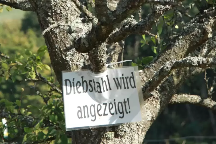 Wer dies liest, wird nicht auf die Idee kommen, sich mal auf die Schnelle vom Obstbaum zu bedienen. 