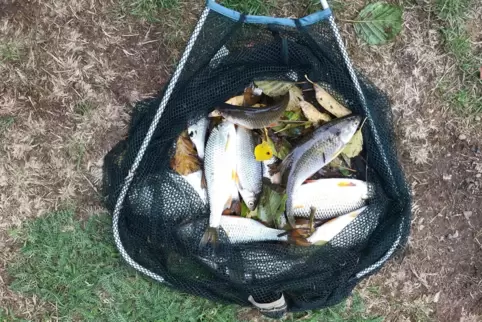 Die Angelfreunde Unteres Lautertal mussten zahlreiche tote Fische aus der Lauter bergen. 
