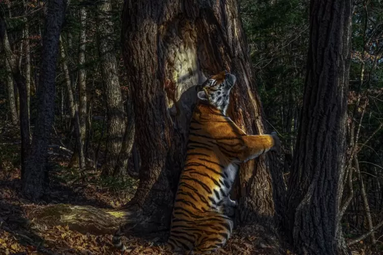 Das Siegerfoto „The Embrace“ („Die Umarmung“) von Gorschkow zeigt einen Amur-Tiger, der in einem kargen Wald in Sibirien einen B