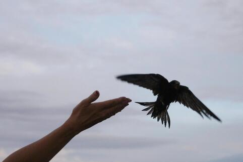 Frei wie ein Vogel in der Luft, sagt man. Also wohl so frei wie dieser aufgepäppelte Mauersegler, der wieder fliegen kann. Doch 