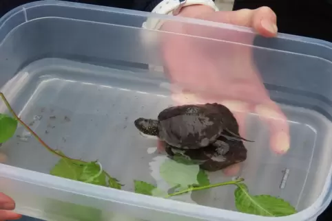 Die von Naturschützern entdeckte junge Sumpfschildkröte ist schätzungsweise zwei Jahre alt. 