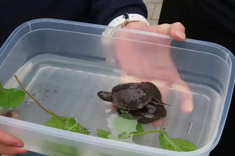 Die von Naturschützern entdeckte junge Sumpfschildkröte ist schätzungsweise zwei Jahre alt. 