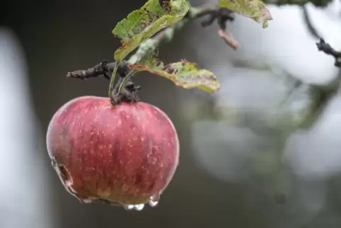 Die Menschen in Rheinland-Pfalz müssen sich am Wochenende auf trübes Herbstwetter einstellen. 