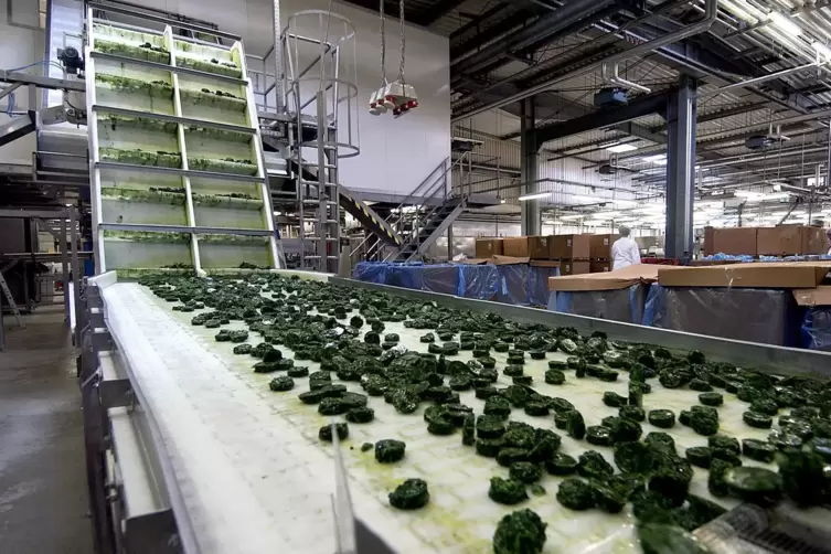 Im Frosta-Werk in Bobenheim-Roxheim werden hauptsächlich Spinat (13.000 Tonnen jährlich), Kohl (3300 Tonnen) und Kräuter (1500 T