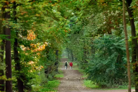 Der Wald kämpft, sagt Förster Georg Spang. 