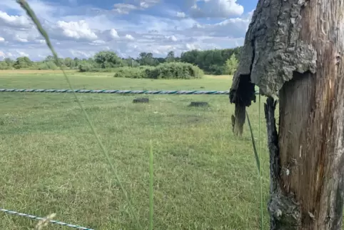 Im Billigheimer Bruch finden auch gefährdete Vogelarten ein Zuhause. Künftig sollen es mehr werden. 