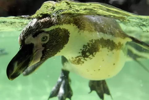 Sind die Hauptdarrsteller eines Forschungsprojekts: die Pinguine im Landauer Zoo. 