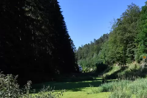 Sieht auf den ersten Blick eher wie eine Wiese aus: der Weiher an der Speyerbachquelle. 