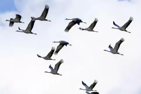 Es geht los – die Kraniche sind unterwegs!