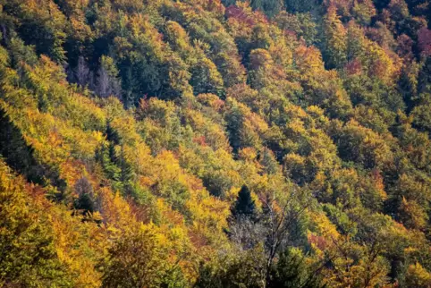Das Wetter in Rheinland-Pfalz bleibt herbstblich und wechselhaft. 
