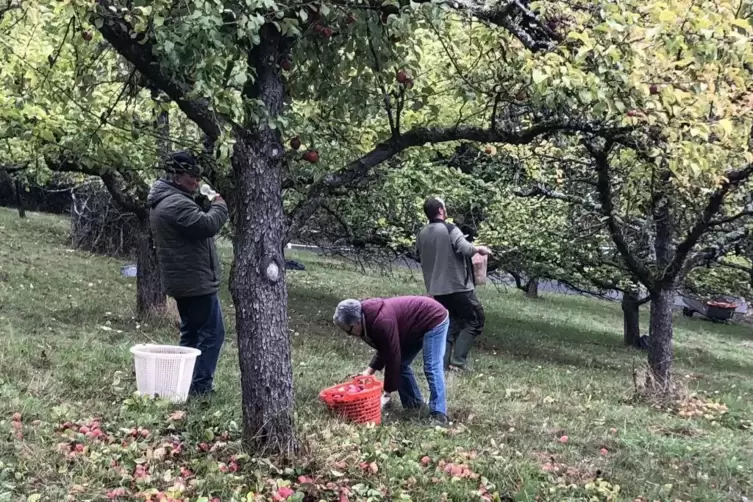 Bücken, Äpfel auflesen und ab damit ins Körbchen: Die Mitglieder des Nabu Weilerbach hatten am Wochenende alle Hände voll zu tun