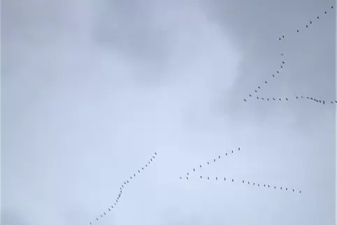 Die Kraniche zogen in Formationen über die Sickinger Höhe ins Winterquartier. 