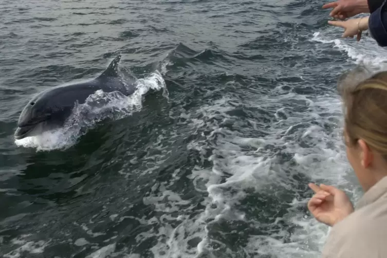 Delfin „Fungie“ schwimmt neben einem Boot mit Touristen. 