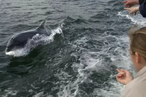 Delfin „Fungie“ schwimmt neben einem Boot mit Touristen. 