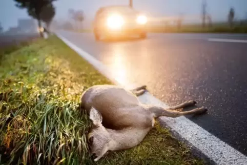 Ein totes Reh liegt nach Kollision mit einem Auto am Straßenrand
