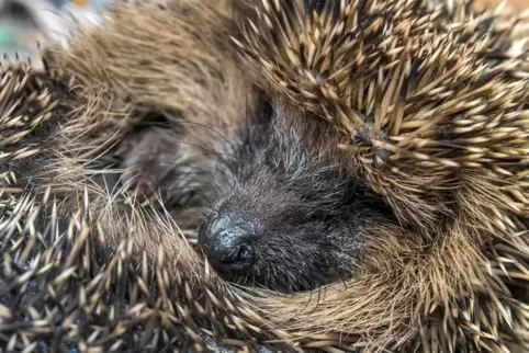  Einrollen hilft dem Igel gegen Fressfeinde, Mähroboter sind für die Tiere ohne Fluchtreflex hingegen ein großes Problem.