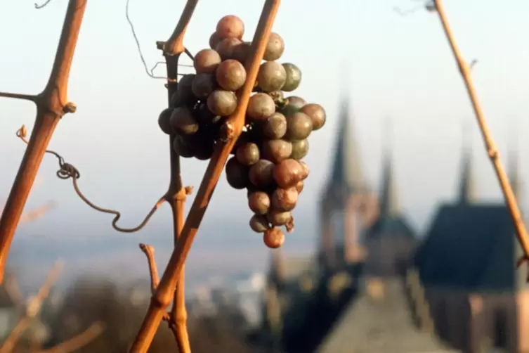 Oppenheim am Rhein hat nicht nur die Katharinenkirche (im Bildhintergrund), sondern auch Wein und das Deutsche Weinbaumuseum als