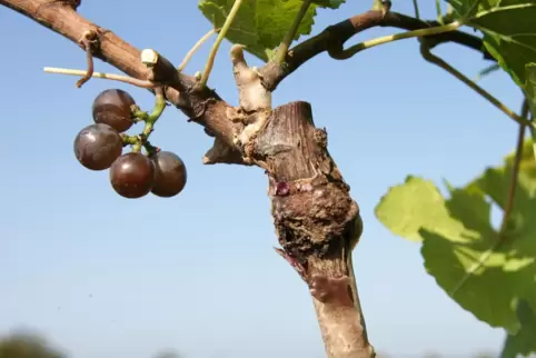 Ansicht einer auf eine Unterlage aufgepfropften – also veredelten – Ruländerrebe. Die Unterlage besteht aus Holz und Wurzeln ein