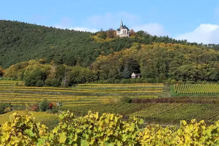 Die Lage St. Annaberg gehört mit 360 Meter zu den höchsten Weinlagen der Pfalz. 