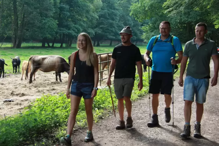 Heckrinder im Odenbachtal