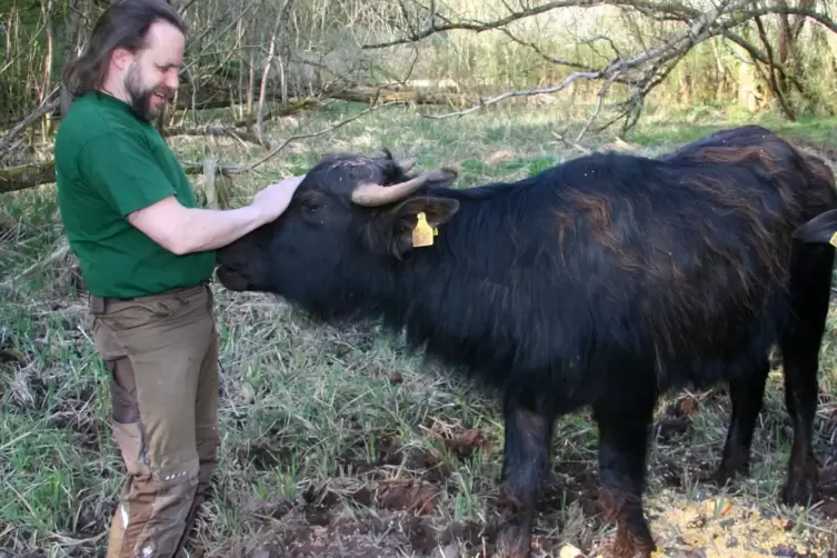 ... aber nicht die B&uuml;ffel im Tal des Erlenbach. Sie halten das Land von Unkraut frei und liefern Fleisch.