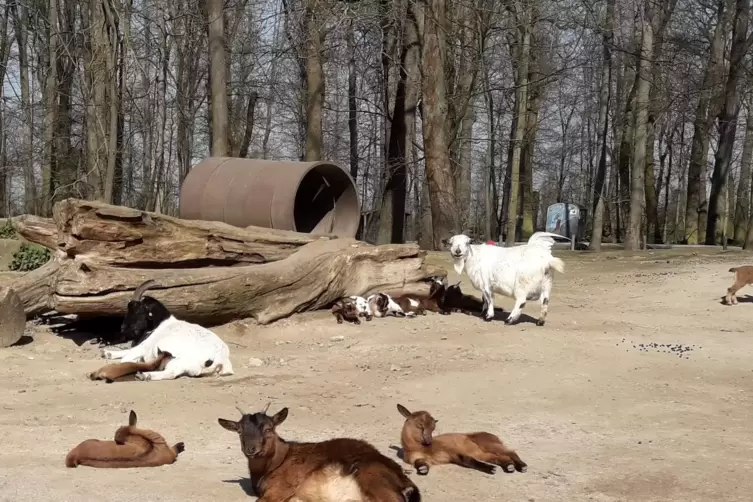 Warten auf Besuch: die Ziegen im Wildpark.