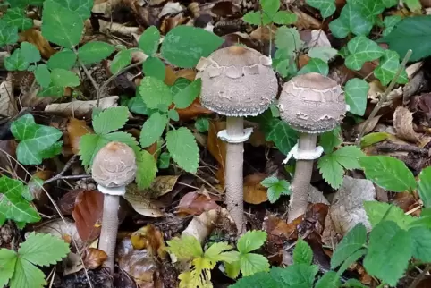 PIlztrio bei Wachenheim.
