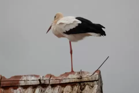 Während viele Artgenossen bereits im sonnigen Süden weilen, hat es sich ein Storch am vergangenen Wochenende auf einem Hausdach Während viele Artgenossen bereits im sonnigen Süden weilen, hat es sich ein Storch am vergangenen Wochenende auf einem Hausdach