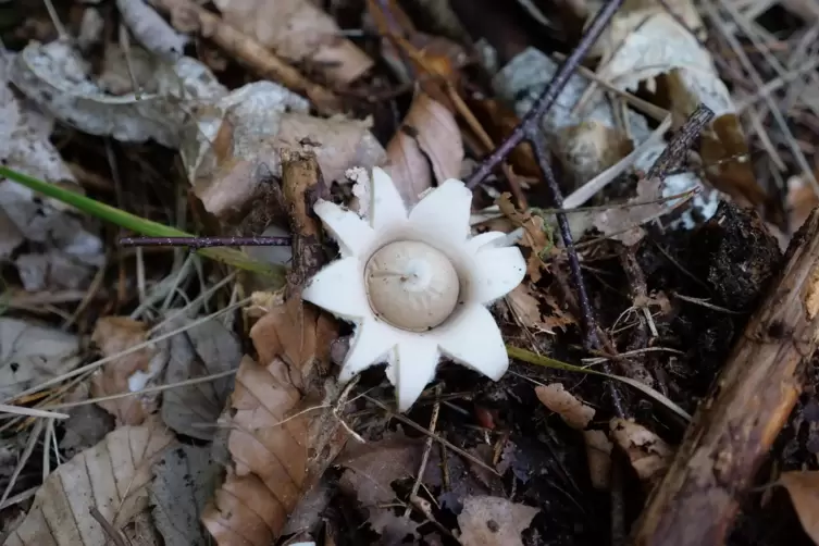 &Uuml;berraschung auf dem Waldboden: ein Erdstern. Der Pilz ist leider ungenie&szlig;bar. 