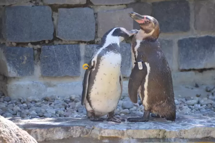 Weil das Pinguingehege abgerissen wird, sind die Publikumslieblinge übergangsweise im Frankfurter Zoo untergekommen.