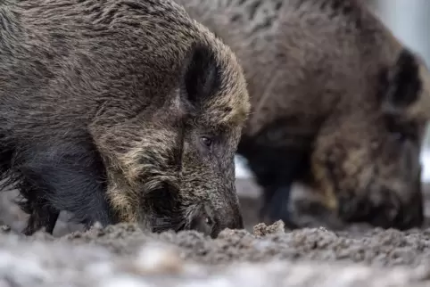 Für Wildschweine wie für Hausschweine endet die afrikanische Schweinepest meist tödlich.
