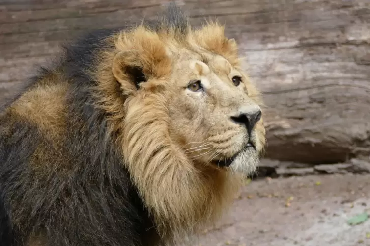 „Ethisches Dilemma“: Was wird aus Löwenmännchen„Subali“? 