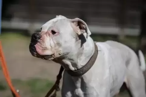 Ein Sorgenkind der Frankenthaler Tierschützer: der taube Boxer Bailey.