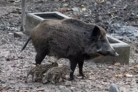 Die Wildschweinmama mit ihrem vierköpfigen Nachwuchs.