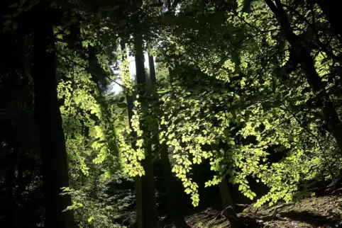Ein Teil des Gemeindewaldes von Lohnweiler soll sich selbst überlassen werden.